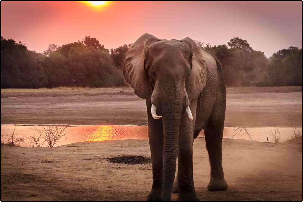 Elephant bathed in golden light during sunset, walking through the field